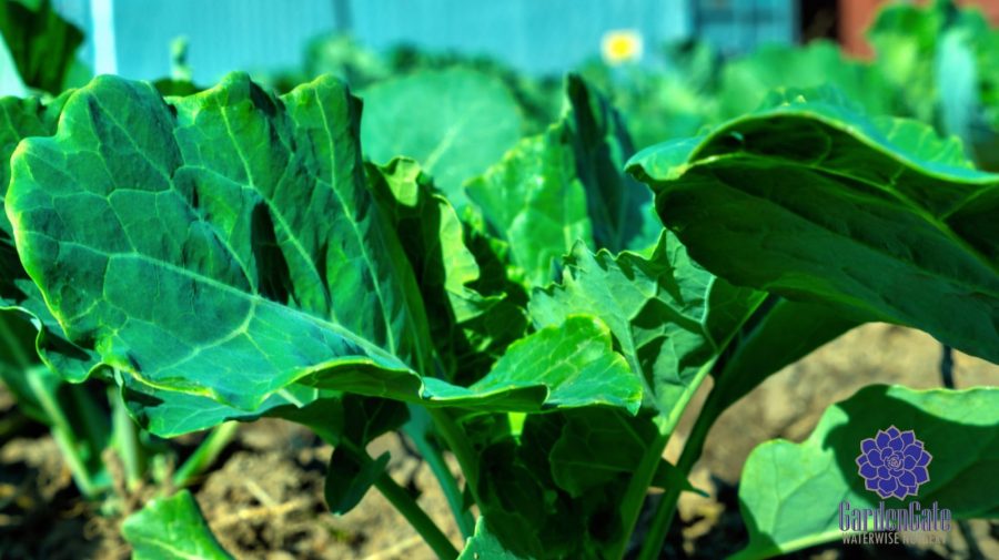 GardenGate Nursery - Fresh Kale Herbs & Vegetables For Sale