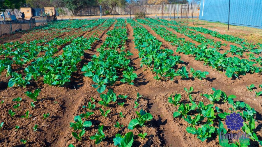 GardenGate Nursery - Fresh Kale Herbs & Vegetables For Sale
