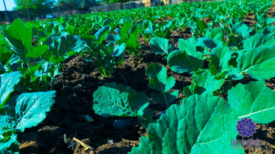 GardenGate Nursery - Fresh Kale Herbs & Vegetables For Sale