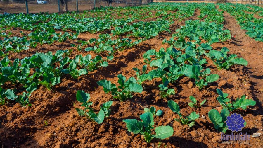 GardenGate Nursery - Fresh Kale Herbs & Vegetables For Sale