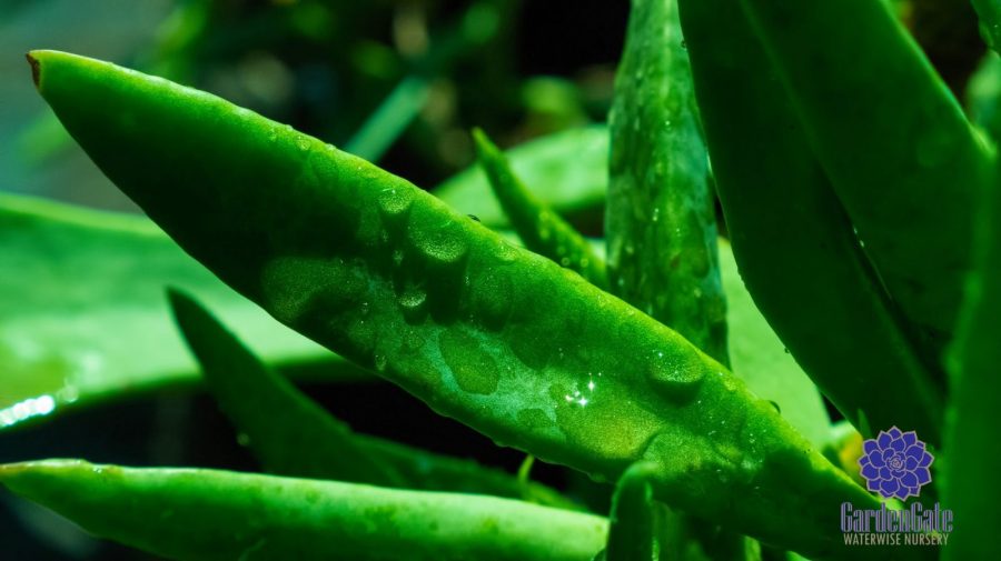 GardenGate Waterwise Nursery - Succulent Plants - Vetplante Kwekery JHB