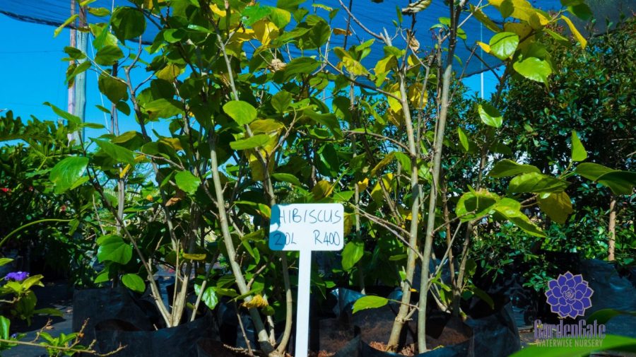 GardenGate Waterwise Nursery - Indigenous Shrubs - Landscaping Waterwise Shrubs - Garden Plants - Vetplante Kwekery JHB