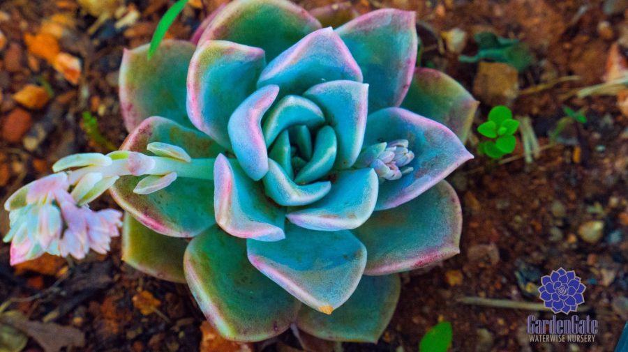 GardenGate Waterwise Nursery - Indigenous Shrubs - Landscaping Waterwise Shrubs - Garden Plants - Vetplante Kwekery JHB