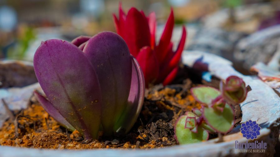 GardenGate Waterwise Nursery - Succulent Plants - Vetplante Kwekery JHB