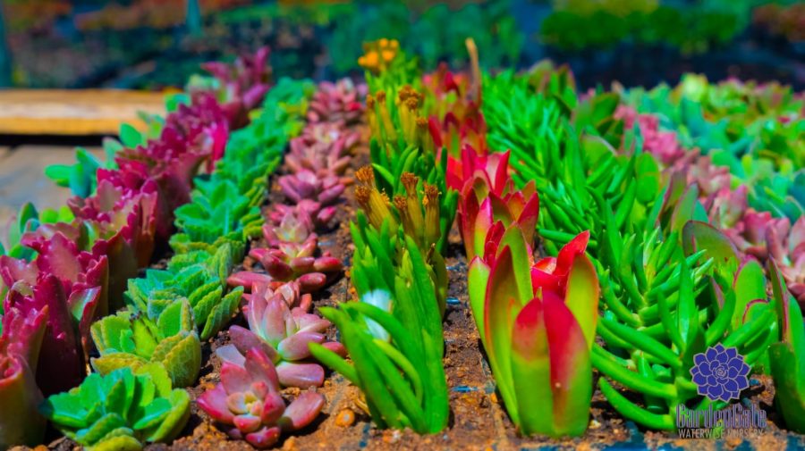 GardenGate Waterwise Nursery - Succulent Plants - Vetplante Kwekery JHB