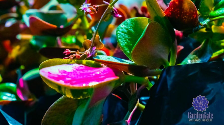 GardenGate Waterwise Nursery - Succulent Plants - Vetplante Kwekery JHB