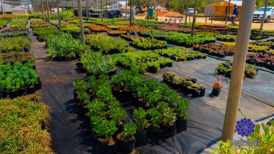 GardenGate Waterwise Nursery - Indigenous Shrubs - Landscaping Waterwise Shrubs - Garden Plants - Vetplante Kwekery JHB