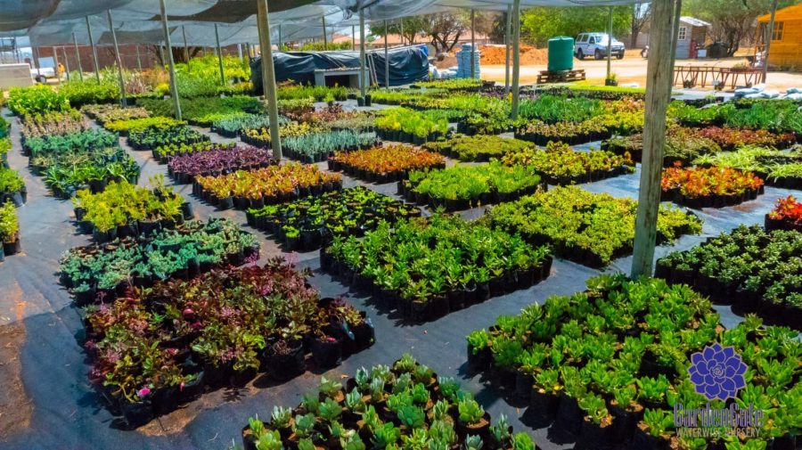 GardenGate Waterwise Nursery - Succulent Plants - Vetplante Kwekery JHB