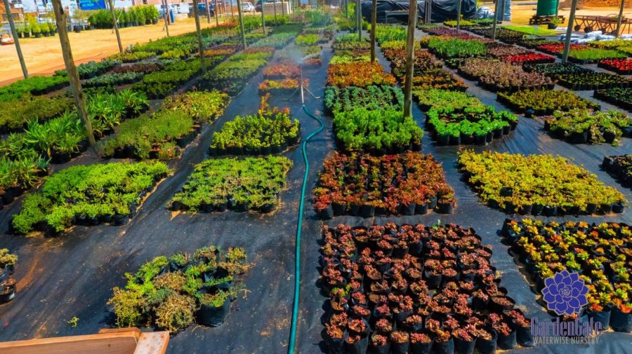GardenGate Waterwise Nursery - Indigenous Shrubs - Landscaping Waterwise Shrubs - Garden Plants - Vetplante Kwekery JHB