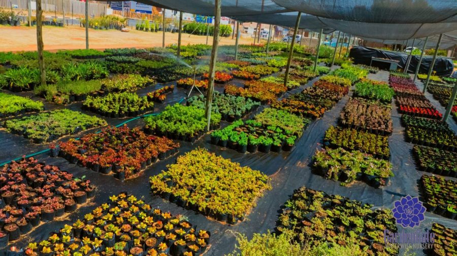 GardenGate Waterwise Nursery - Succulent Plants - Vetplante Kwekery JHB