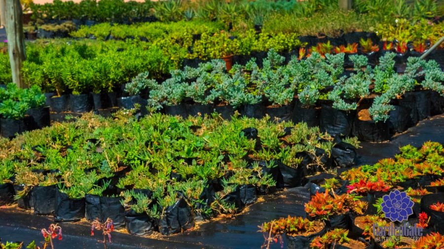 GardenGate Waterwise Nursery - Succulent Plants - Vetplante Kwekery JHB