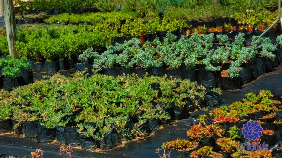 GardenGate Waterwise Nursery - Succulent Plants - Vetplante Kwekery JHB