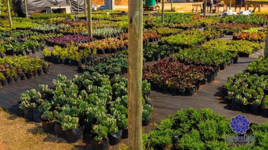 GardenGate Waterwise Nursery - Indigenous Shrubs - Landscaping Waterwise Shrubs - Garden Plants - Vetplante Kwekery JHB