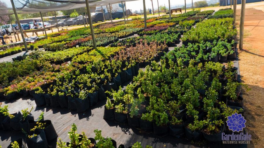 GardenGate Waterwise Nursery - Succulent Plants - Vetplante Kwekery JHB