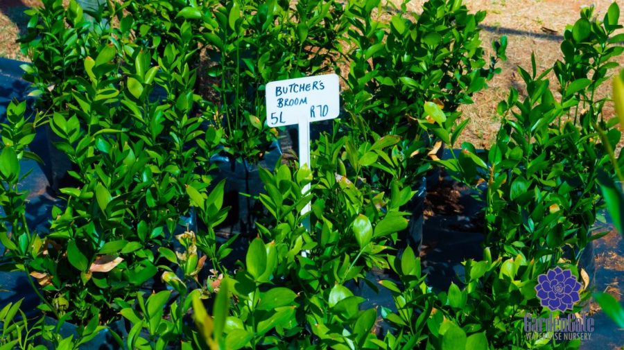 GardenGate Waterwise Nursery - Indigenous Shrubs - Landscaping Waterwise Shrubs - Garden Plants - Vetplante Kwekery JHB
