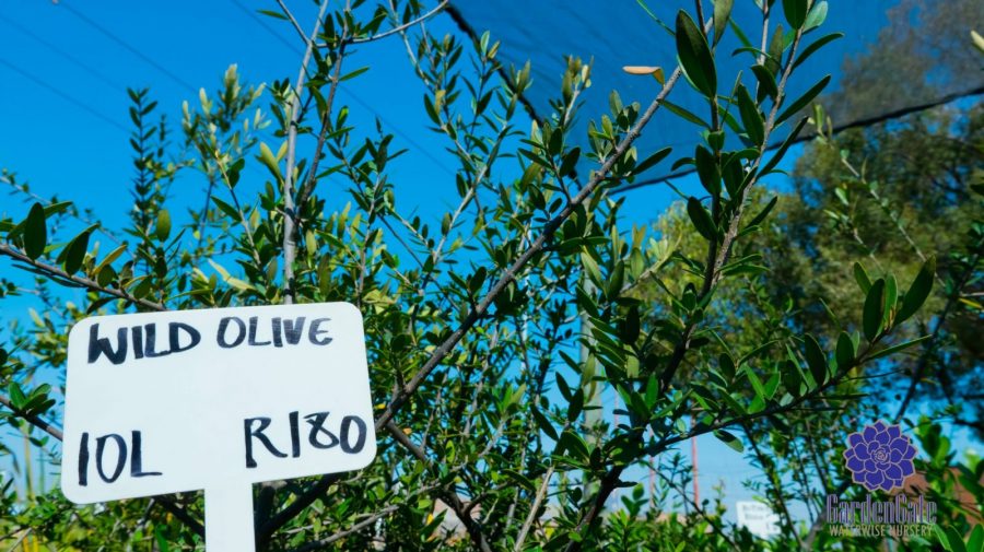GardenGate Waterwise Nursery - Indigenous Trees - Landscaping Waterwise Trees - Garden Plants - Vetplante Kwekery JHB