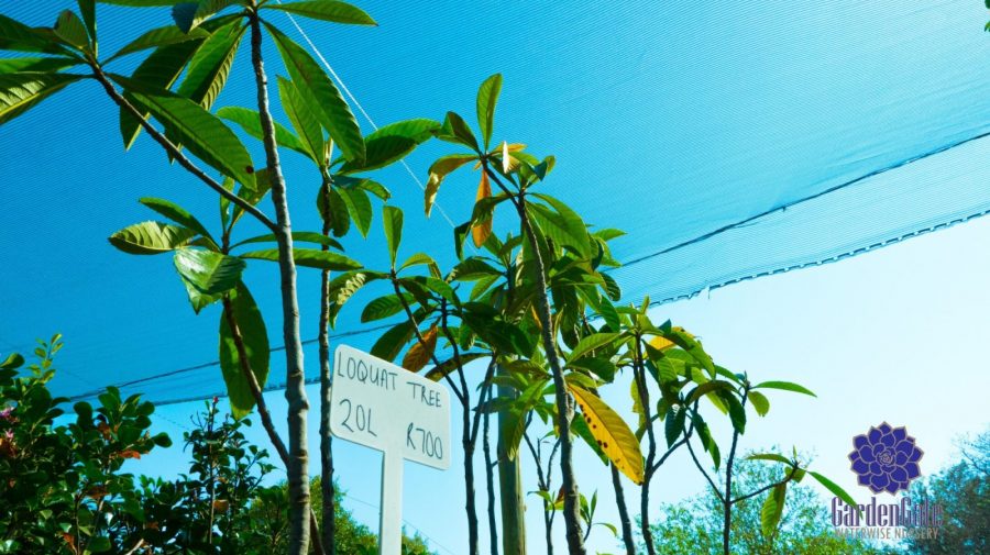 GardenGate Waterwise Nursery - Fruit Trees / Vrugte Boom - Garden Plants - Vetplante Kwekery JHB