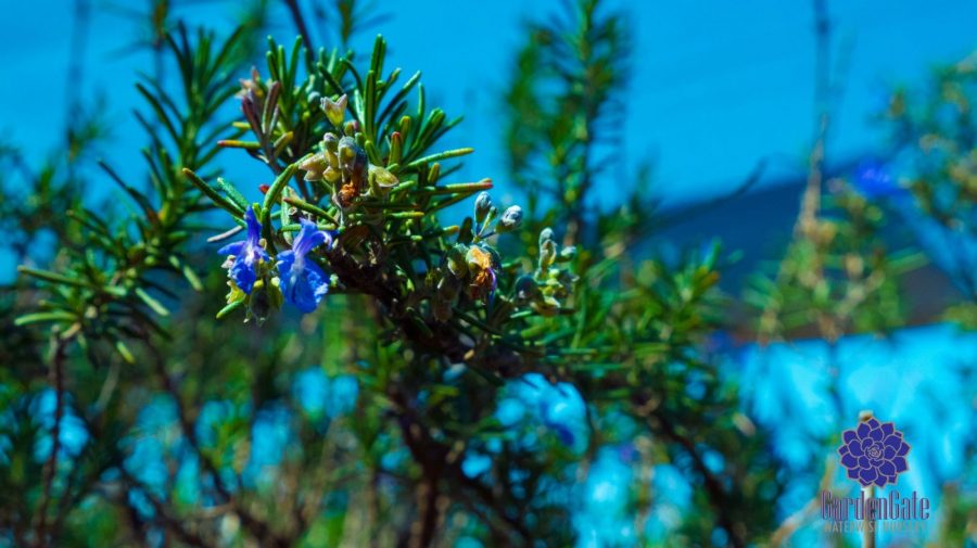 GardenGate Waterwise Nursery - Garden Plants - Vetplante Kwekery JHB - Landscaping Shrubs / Perennials
