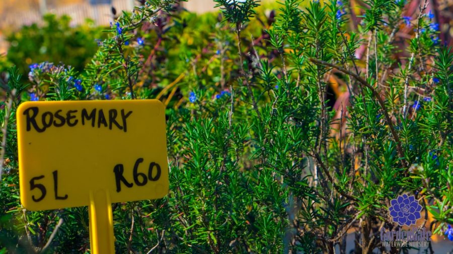 GardenGate Waterwise Nursery - Garden Plants - Vetplante Kwekery JHB - Landscaping Shrubs / Perennials