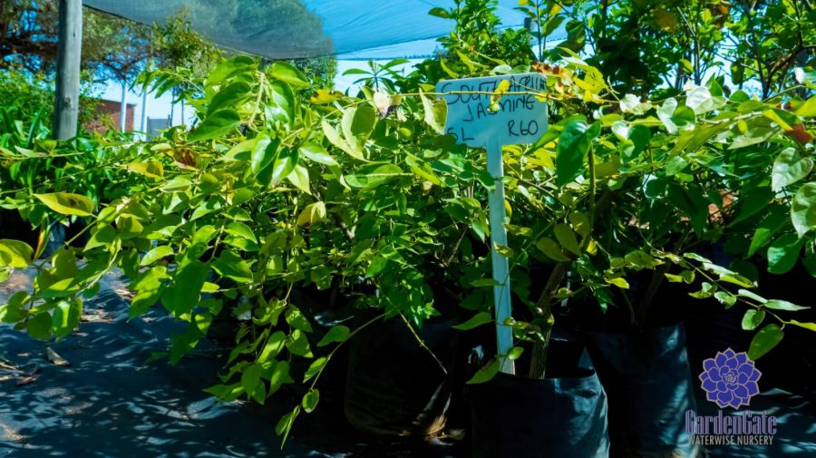 GardenGate Waterwise Nursery - Garden Plants - Vetplante Kwekery JHB - Landscaping Shrubs / Perennials