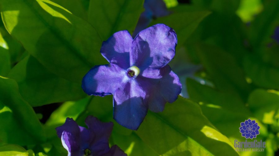 GardenGate Waterwise Nursery - Indigenous Shrubs - Landscaping Perennials - Garden Plants - Vetplante Kwekery JHB