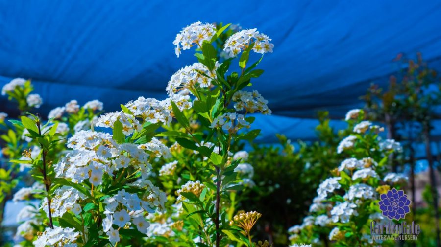 GardenGate Waterwise Nursery - Indigenous Shrubs - Landscaping Perennials - Garden Plants - Vetplante Kwekery JHB