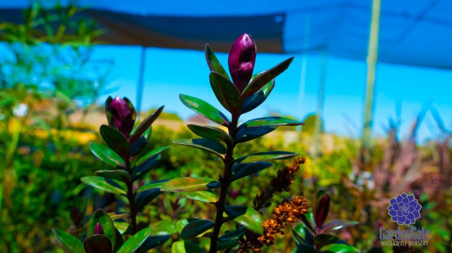 GardenGate Waterwise Nursery - Indigenous Shrubs - Landscaping Perennials - Garden Plants - Vetplante Kwekery JHB