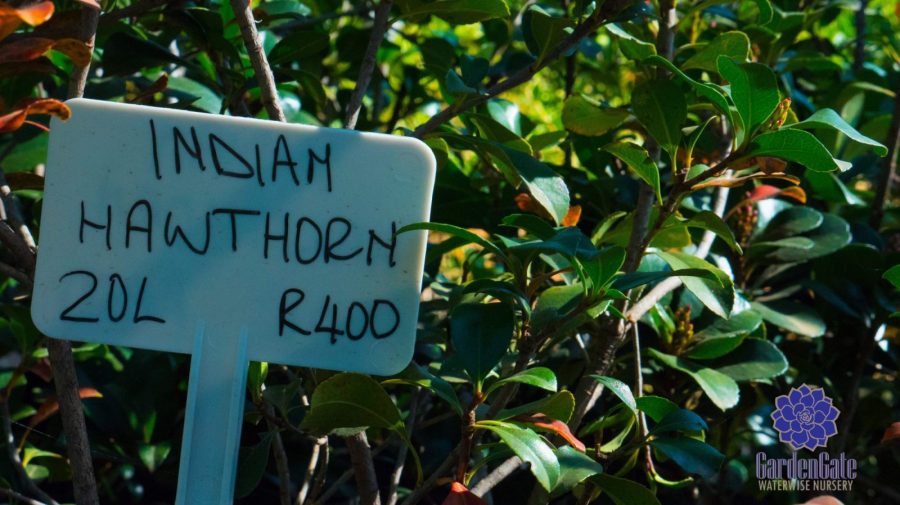 GardenGate Waterwise Nursery - Garden Plants - Vetplante Kwekery JHB - Landscaping Shrubs / Perennials