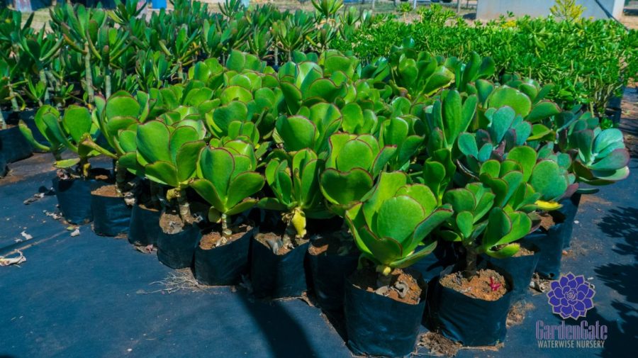 GardenGate Waterwise Nursery - Succulent Plants - Vetplante Kwekery JHB