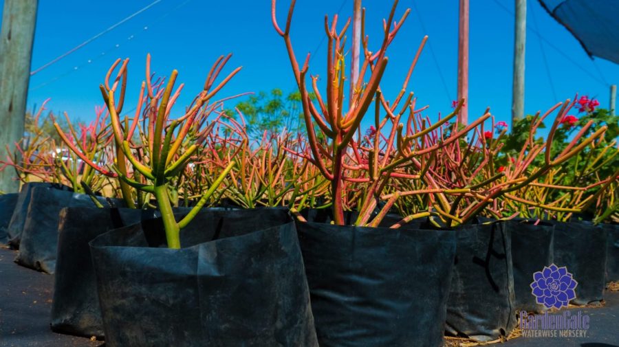 GardenGate Waterwise Nursery - Succulent Plants - Vetplante Kwekery JHB