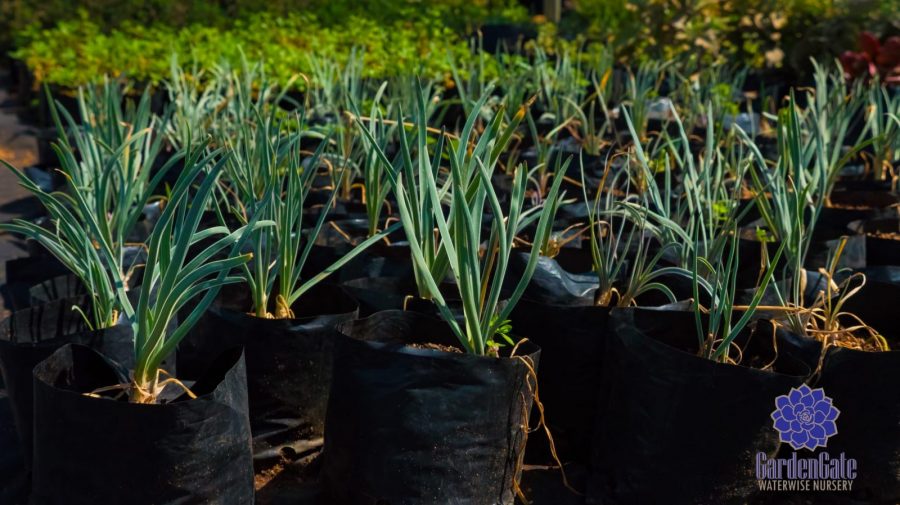 GardenGate Waterwise Nursery - Garden Plants - Vetplante Kwekery JHB - Landscaping Shrubs / Perennials