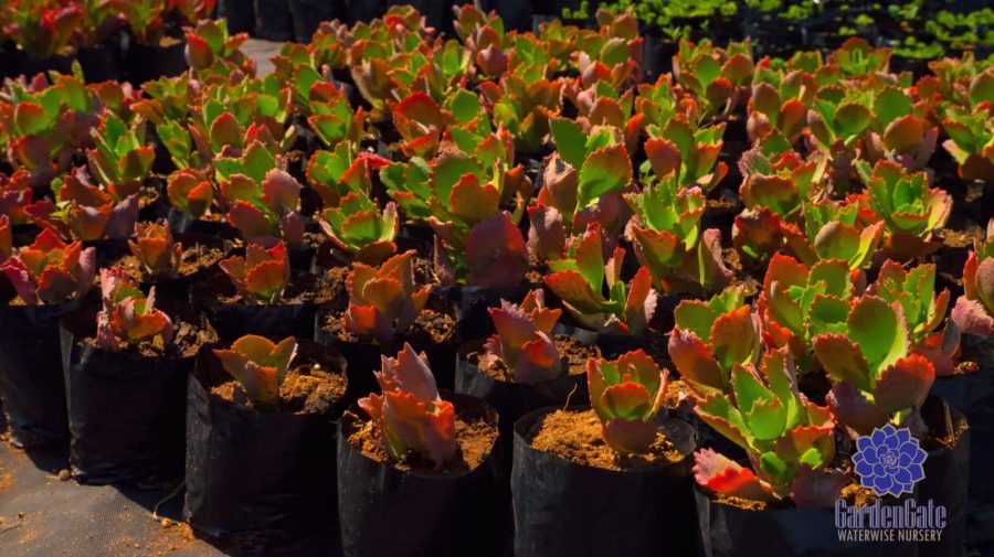 GardenGate Waterwise Nursery - Succulent Plants - Vetplante Kwekery JHB
