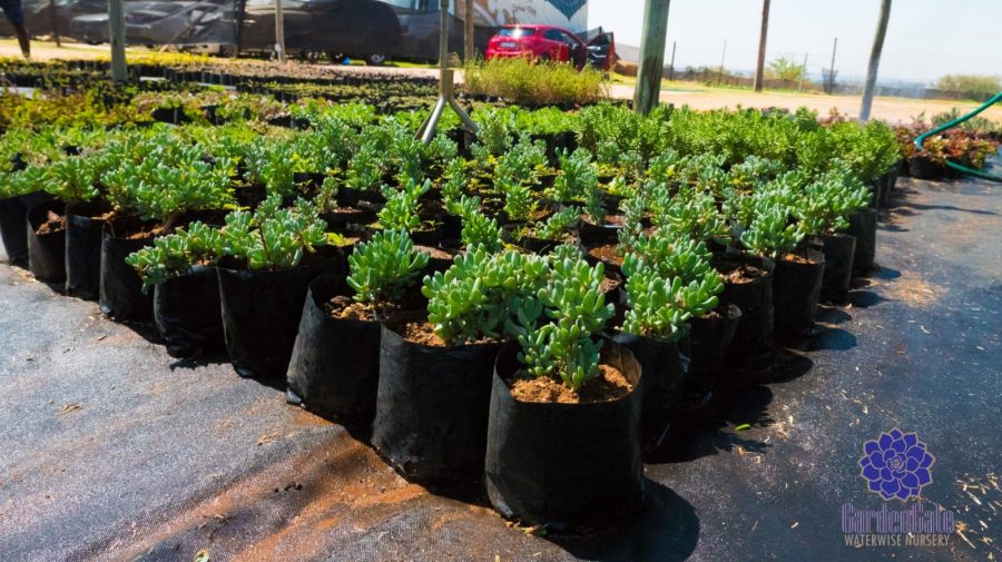 GardenGate Waterwise Nursery - Succulent Plants - Vetplante Kwekery JHB