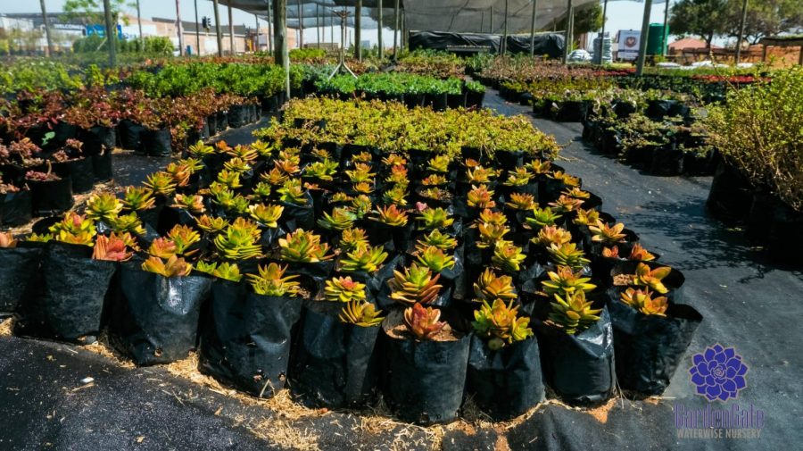 GardenGate Waterwise Nursery - Succulent Plants - Vetplante Kwekery JHB